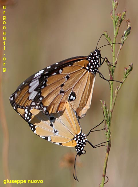 Danaus chrysippus - (Accoppiamento)